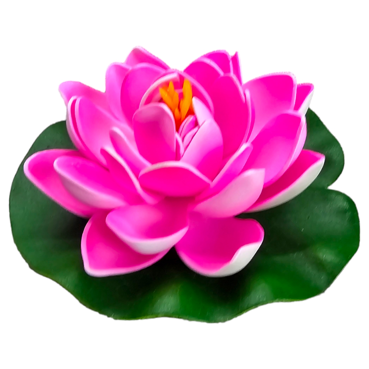 Lotus Pink
